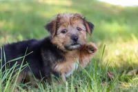 Nolen, a male Morkie for sale in Baltic, OH – Photo 10 of 10