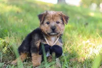 Nolen, a male Morkie for sale in Baltic, OH – Photo 1 of 10