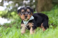 Marcus, a male Morkie for sale in Baltic, OH – 6 of 8