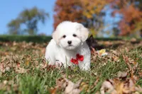 Colby, a male Maltese for sale in Baltic, OH – 5 of 10