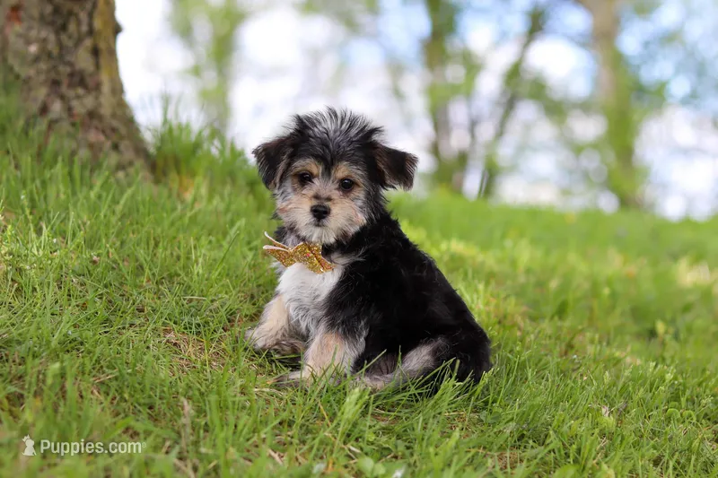 Kobe – Morkie puppy on hold in Baltic, OH