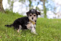 Kobe, a male Morkie for sale in Baltic, OH – 2 of 9