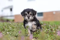 Kobe, a male Morkie for sale in Baltic, OH – Photo 3 of 9