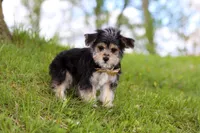 Kobe, a male Morkie for sale in Baltic, OH – 3 of 9