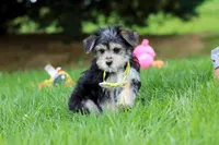 Kobe, a male Morkie for sale in Baltic, OH – 6 of 9