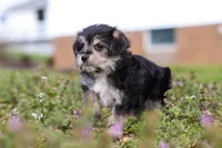 Kobe, a male Morkie for sale in Baltic, OH – Photo 7 of 9