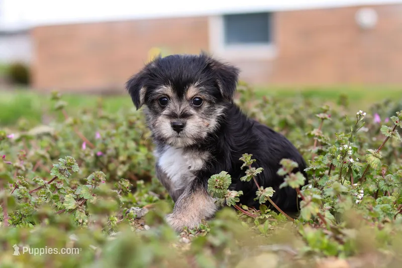 Kobe – Morkie puppy for sale in Baltic, OH