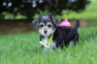 Kobe, a male Morkie for sale in Baltic, OH – 8 of 9