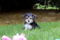 Kobe, a male Morkie for sale in Baltic, OH – 5 of 9