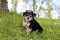 Kobe, a male Morkie for sale in Baltic, OH – 4 of 9