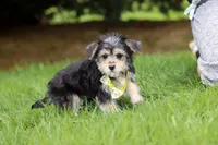 Kobe, a male Morkie for sale in Baltic, OH – 9 of 9