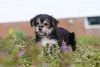Kobe, a male Morkie for sale in Baltic, OH – Photo 9 of 9