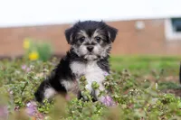 Kobe, a male Morkie for sale in Baltic, OH – Photo 4 of 9