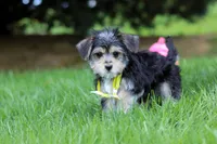 Kobe, a male Morkie for sale in Baltic, OH – 7 of 9