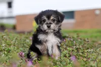 Kobe, a male Morkie for sale in Baltic, OH – Photo 5 of 9