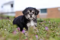 Kobe, a male Morkie for sale in Baltic, OH – Photo 6 of 9