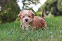 Zoe, a male Morkie for sale in Baltic, OH – 2 of 9
