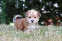 Jana, a female Morkie for sale in Baltic, OH – 5 of 10