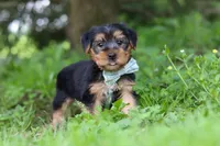 Marcus, a male Morkie for sale in Baltic, OH – 1 of 8