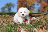 Colby, a male Maltese for sale in Baltic, OH – 4 of 10