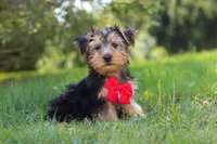 Marcus, a female Morkie for sale in Baltic, OH – 9 of 9