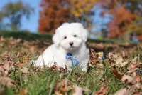Ozzy, a male Maltese for sale in Baltic, OH – 6 of 9