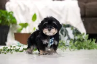 Bandit, a male Morkie for sale in Baltic, OH – Photo 5 of 5