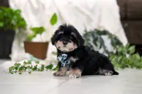 Bandit, a male Morkie for sale in Baltic, OH – Photo 3 of 5