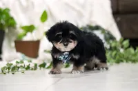 Bandit, a male Morkie for sale in Baltic, OH – Photo 4 of 5