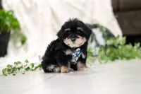 Bandit, a male Morkie for sale in Baltic, OH – Photo 2 of 5