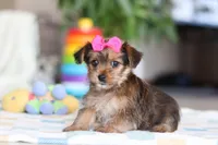 Binette, a female Morkie for sale in Baltic, OH – Photo 4 of 5