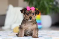 Binette, a female Morkie for sale in Baltic, OH – Photo 1 of 5