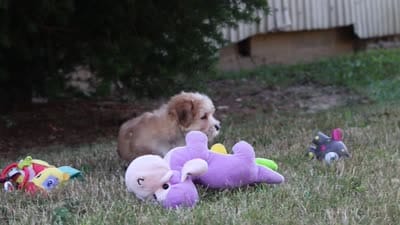Zoe, a male Morkie for sale in Baltic, OH – 9 of 9