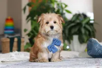 Taylor, a male Morkie for sale in Baltic, OH – Photo 1 of 7