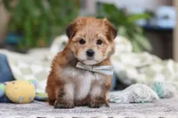 Taylor, a male Morkie for sale in Baltic, OH – Photo 4 of 7