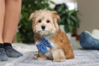 Taylor, a male Morkie for sale in Baltic, OH – Photo 7 of 7