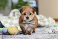 Taylor, a male Morkie for sale in Baltic, OH – Photo 5 of 7