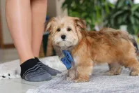 Taylor, a male Morkie for sale in Baltic, OH – Photo 3 of 7