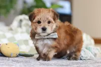 Taylor, a male Morkie for sale in Baltic, OH – Photo 1 of 7