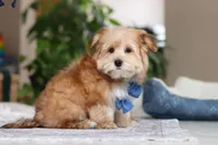 Taylor, a male Morkie for sale in Baltic, OH – Photo 4 of 7