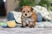 Taylor, a male Morkie for sale in Baltic, OH – Photo 7 of 7