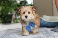 Taylor, a male Morkie for sale in Baltic, OH – Photo 5 of 7