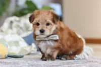 Taylor, a male Morkie for sale in Baltic, OH – Photo 2 of 7