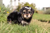 Remi, a female Morkie for sale in Baltic, OH – Photo 5 of 10