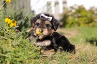 Remi, a female Morkie for sale in Baltic, OH – Photo 6 of 10