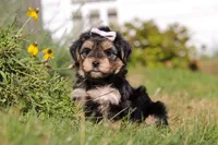 Remi, a female Morkie for sale in Baltic, OH – Photo 8 of 10