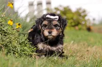 Remi, a female Morkie for sale in Baltic, OH – Photo 3 of 10