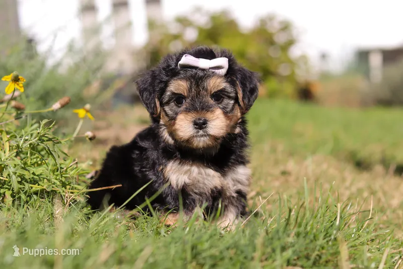 Remi, a female Morkie for sale in Baltic, OH – Photo 1 of 10