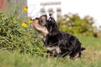 Remi, a female Morkie for sale in Baltic, OH – Photo 2 of 10