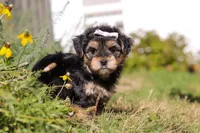 Remi, a female Morkie for sale in Baltic, OH – Photo 9 of 10